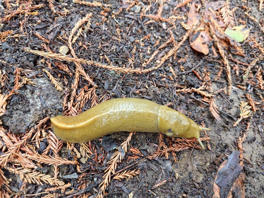 photo of a banana slug on leaf litter and wet dirt