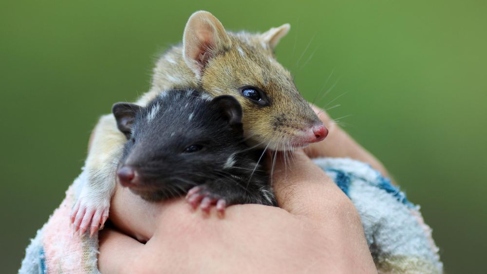 Baby-Boom bei Tüpfelbeutelmarder und Co.