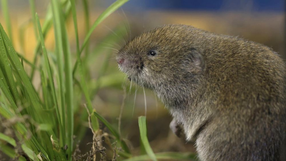 Extrem seltene Maus wiederentdeckt