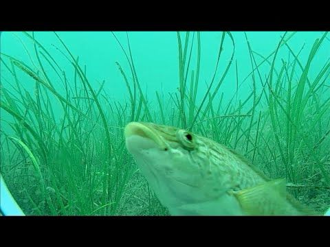 Kristineberg Center live stream från undervattenskamera på 5 meters djup