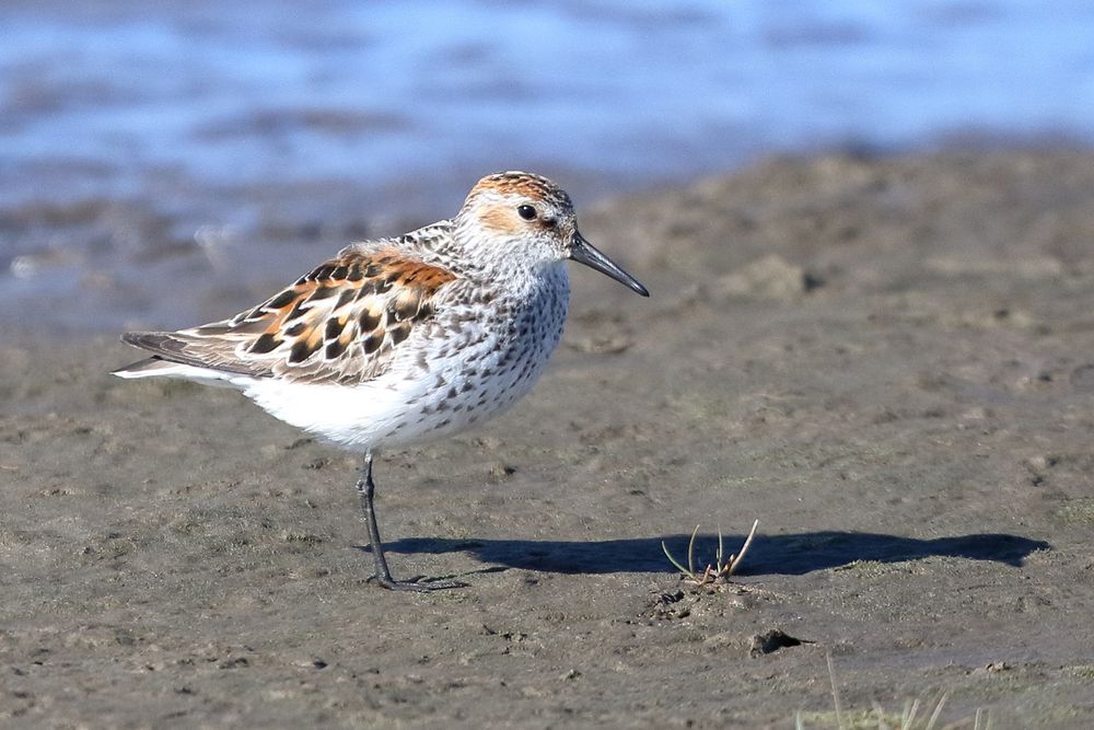 Western sandpiper, photo by Jonathan Slaght