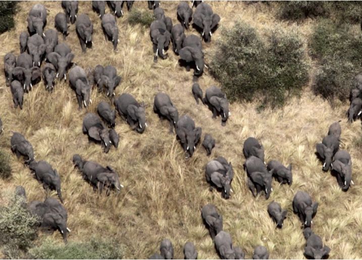 a herd of African elephants as seen from above. Photo (c) Paul Elkan, WCS