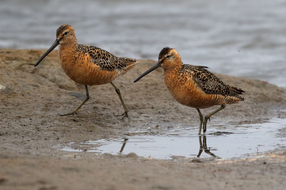 Long-billed dowitchers, photo by Jonathan Slaght