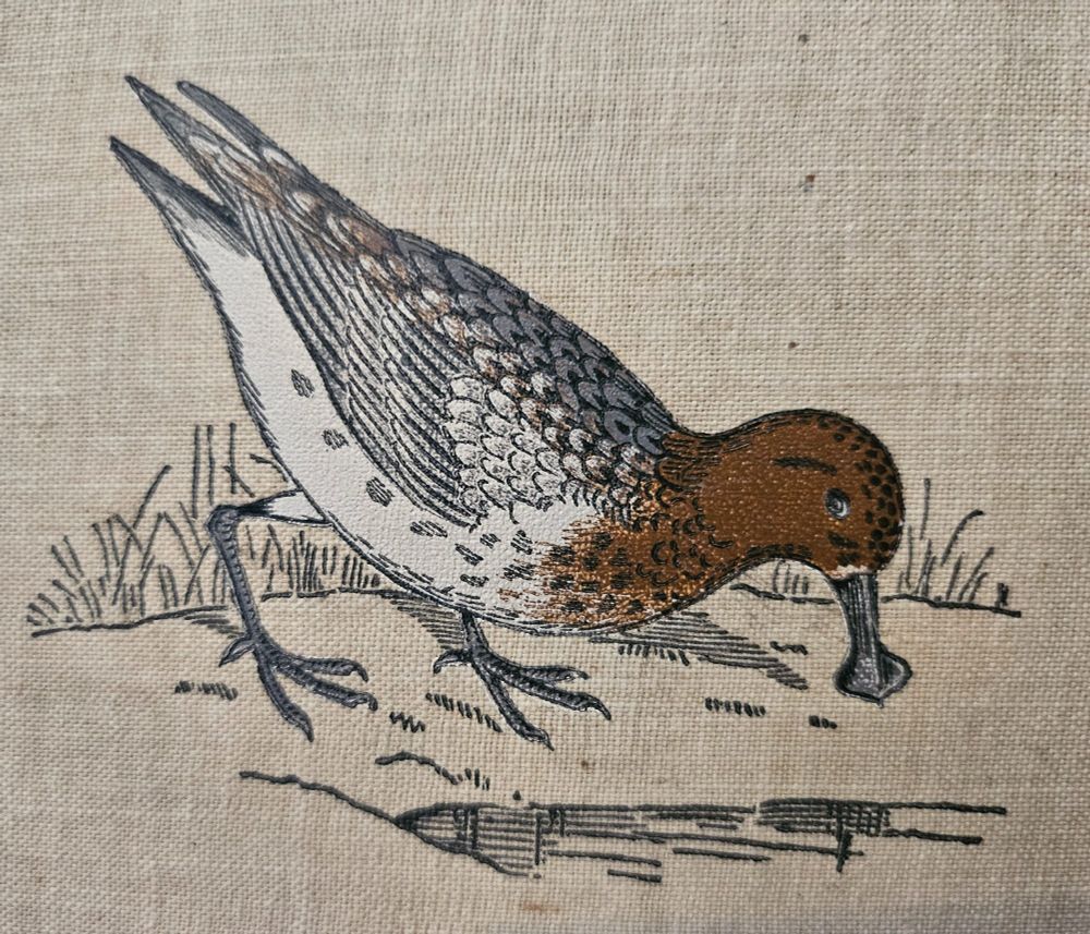 Close up of cover of 1895 book, North American Shore Birds, by Daniel Giraud Elliot, showing a breeding-plumage Spoon-billed sandpiper