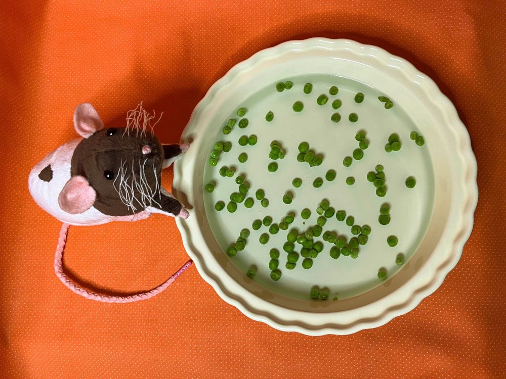 A brown and white rat doll is posed as if he is "pea-fishing" from a ceramic dish full of water and peas. His tail is a pink braid, tipped with a pink aglet. His eyes are black. He is white with a brown hood and a small brown marking on his back.