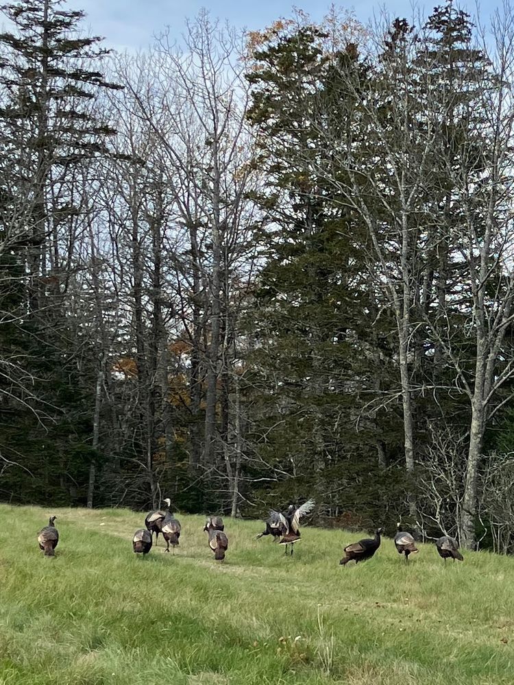 Wild turkeys in a field at the edge of a forest.