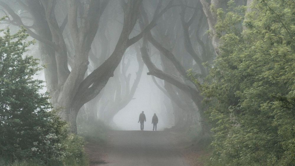 trees with mist and people