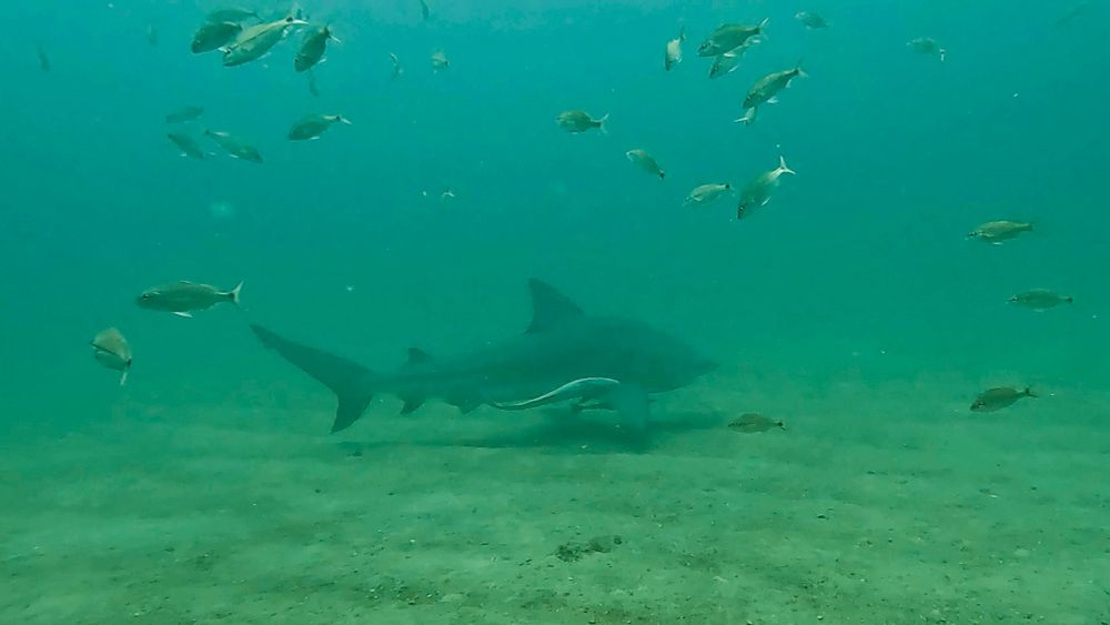 Female adult bull shark swimming along a sandy bottom with two remoras. Baitfish are scattered around.