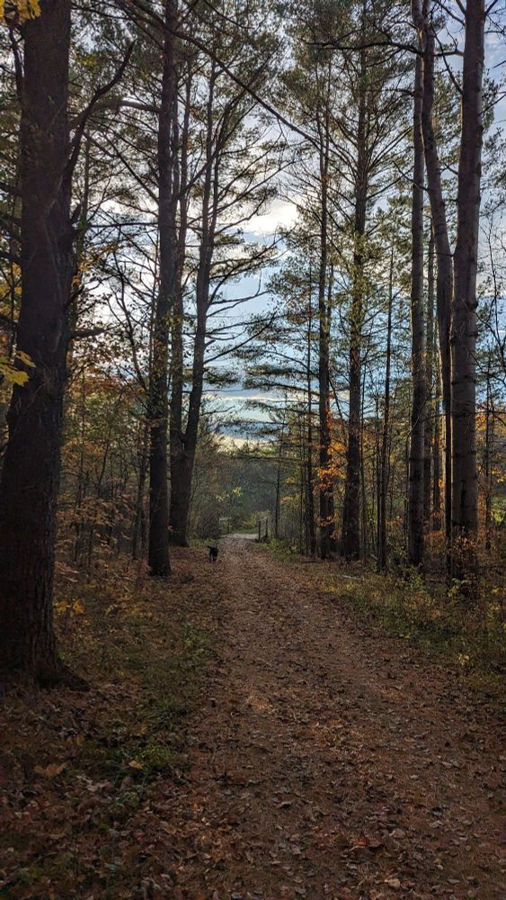 Wide leaf covered path lined by tall, semi-bare trees. Black dog run next to path