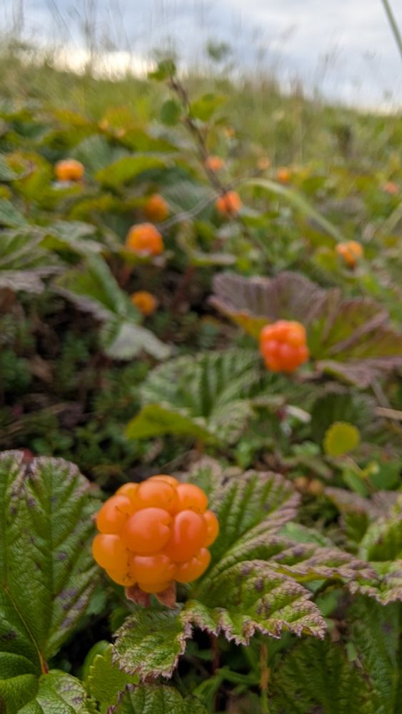 Orange berries, called akpiks in Inupiaq, look like fluffy raspberries on top of large green leaves with brown ridges. In the distance are many other akpiks on the tundra.