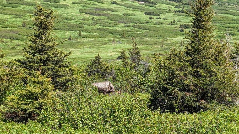 A moose with a small rack eats from a low-laying bush in a green lush valley