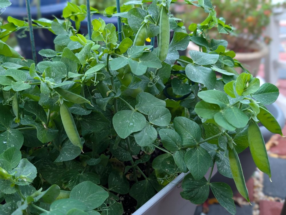 A photo of pea plants growing in a pot outside. They have several pods that are nearly ready to pick and shell for the pea-y goodness within.