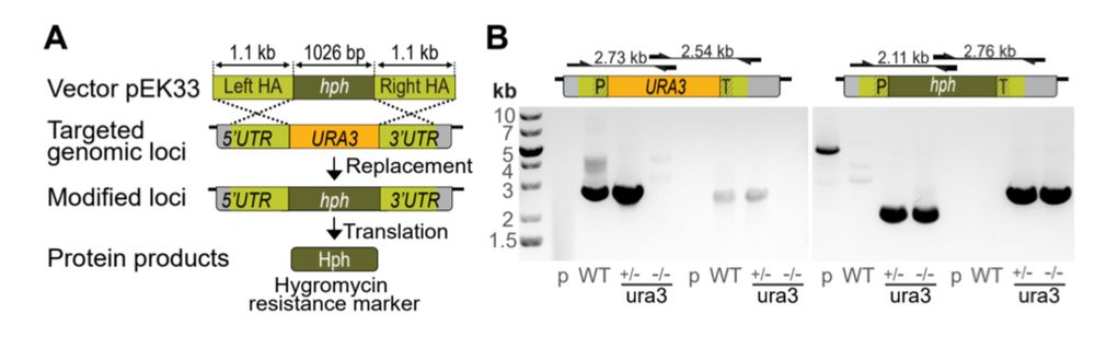 molecular diagram and gel evidence for absence of URA3 as heterozygote, and presence of hph in replacement