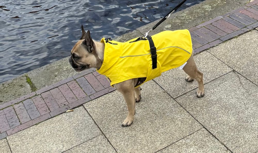 Frenchie Jule mit Regenmantel, dem sogenannten Friesen- Nerz - heute soll es viel Regen und Wind  geben 