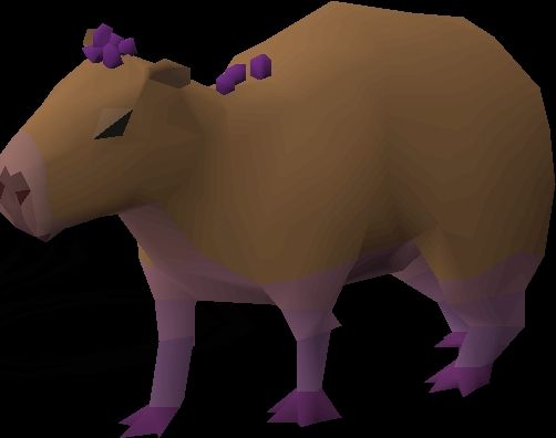 osrs capybara with grape