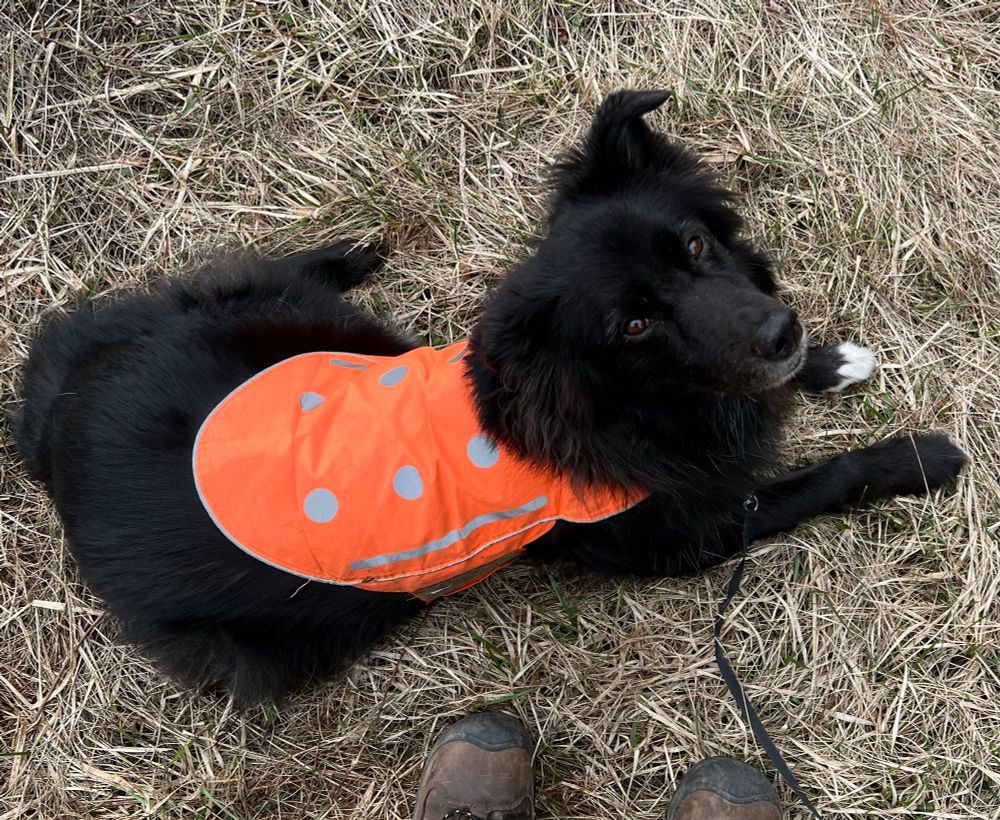 The sweetest fluffy black dog in the world, wearing a high-vis orange safety vest, lying on the ground, looking up directly into your eyes. 