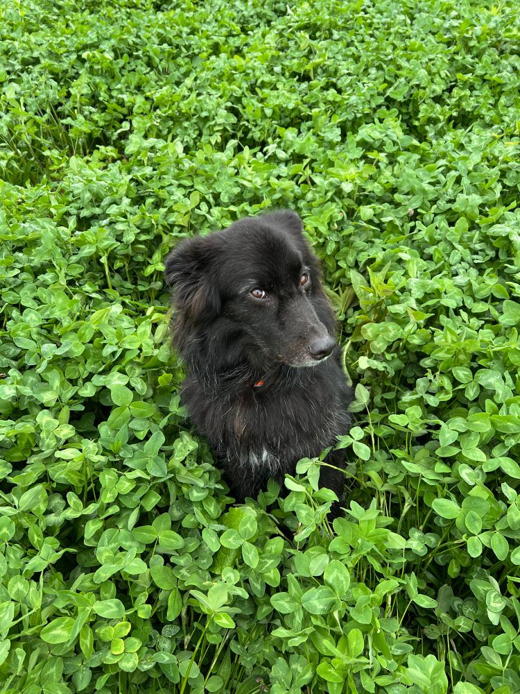 Handsome black Aussie/border collie mix sitting shoulder deep in red clover. The look on his face clearly indicates he has some opinions to share. 