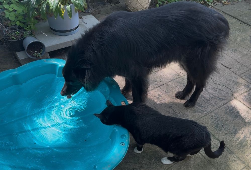 A black Aussie/border collie mix and a tuxedo cat side by side, both drinking out of a turquoise scallop-shaped kiddie pool. 