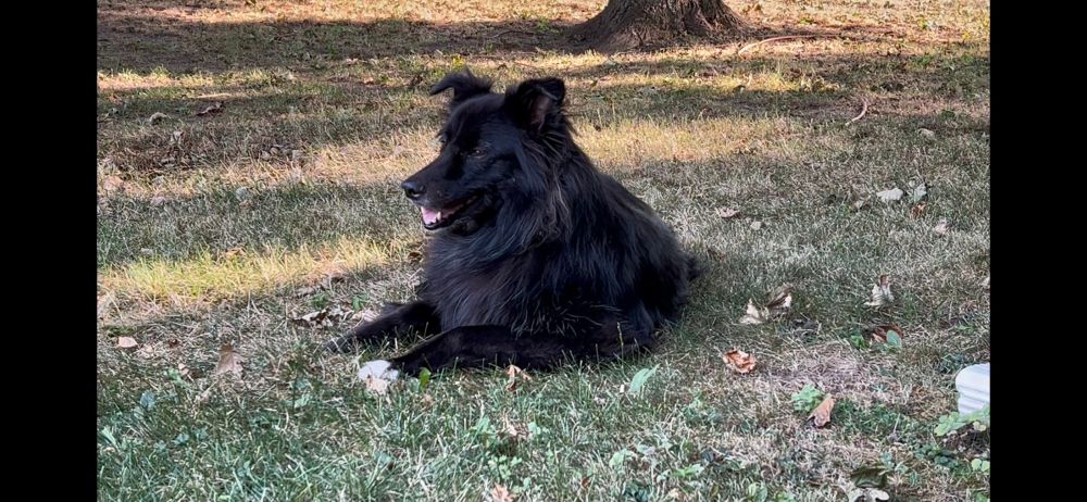 Fluffy black border collie/Aussie mix lying on the ground with his head up, looking left. Ground is covered with grass that’s brown from the recent nasty heat and lack of rain. The base of a tree is visible behind him. 
