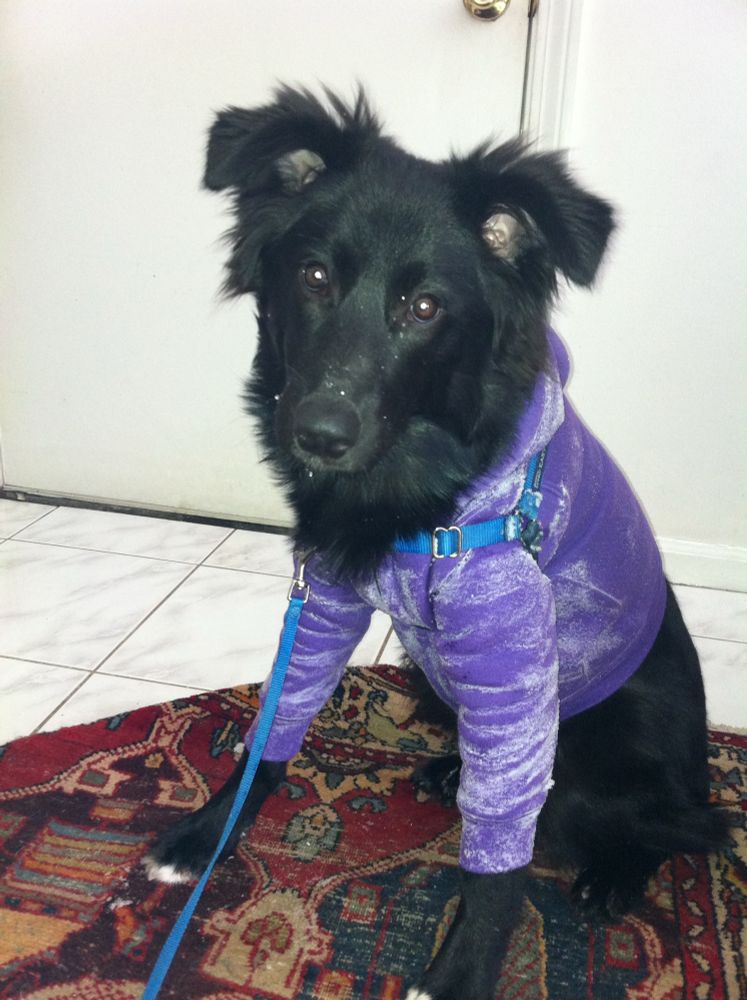 Cute, fluffy black puppy sitting down, wearing a human child’s purple zip hoodie, with his front legs through the sleeves. The hoodie is about half lightly covered with snow. 