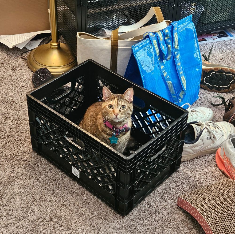 Gray and orange torbie cat sitting in a milk crate and staring directly at the camera