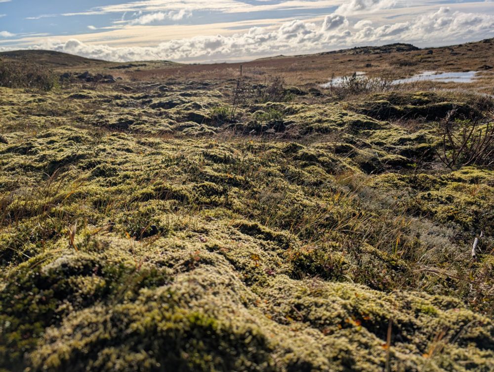 Mosi og lyng upp á Úlfarsfelli