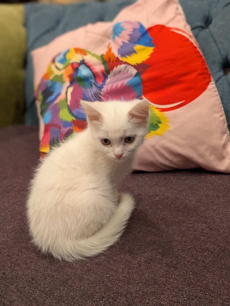 Snjóhvítur kettlingur situr og horfir næstum í átt að myndavélinni