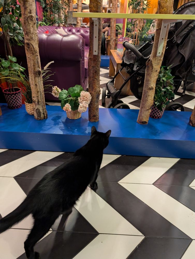 Svartur mjór kisi á svarthvítu gólfi