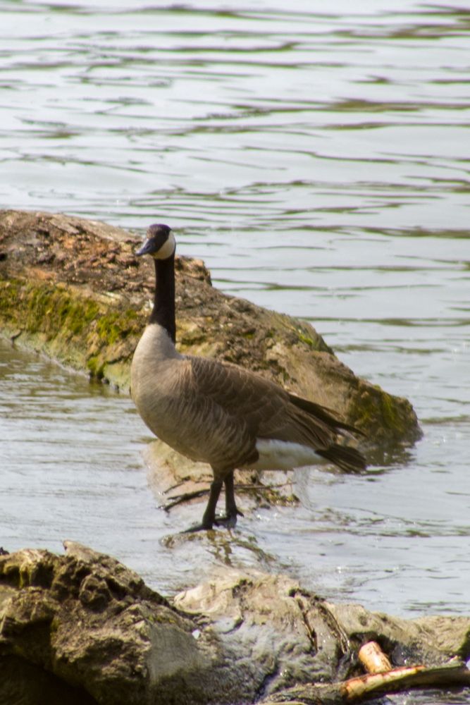 Slightly larger birb