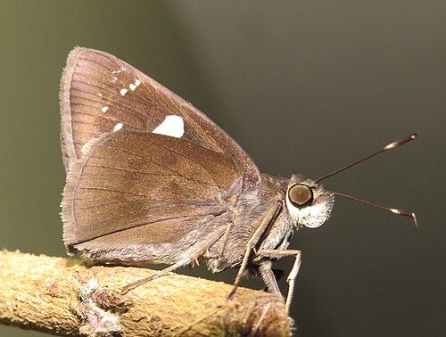 small innocuous brown butterfly