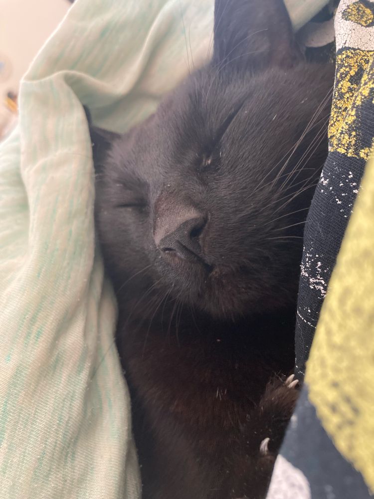 A sleeping black cat poking out from between light blue bedsheets and a person’s black t-shirt.  He is very cute