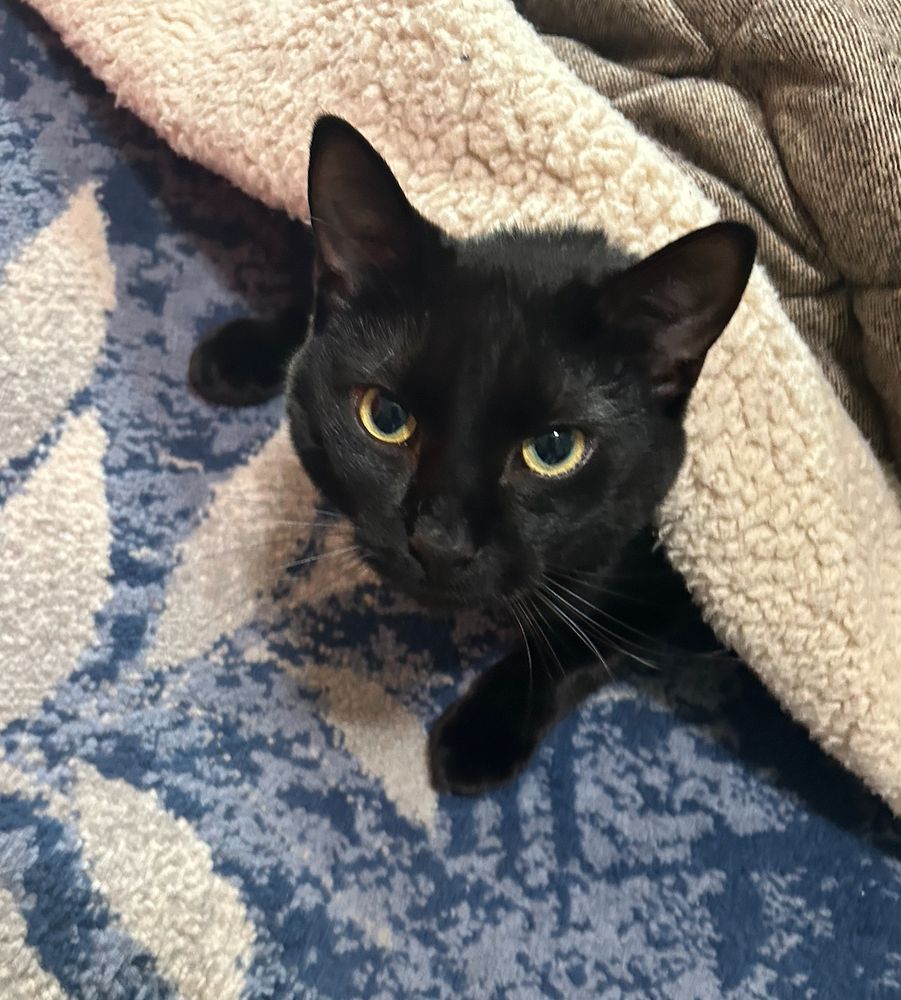 Black cat with yellow/green eyes peeking out from underneath a brown kotatsu blanket. Blue and white rug underneath.
