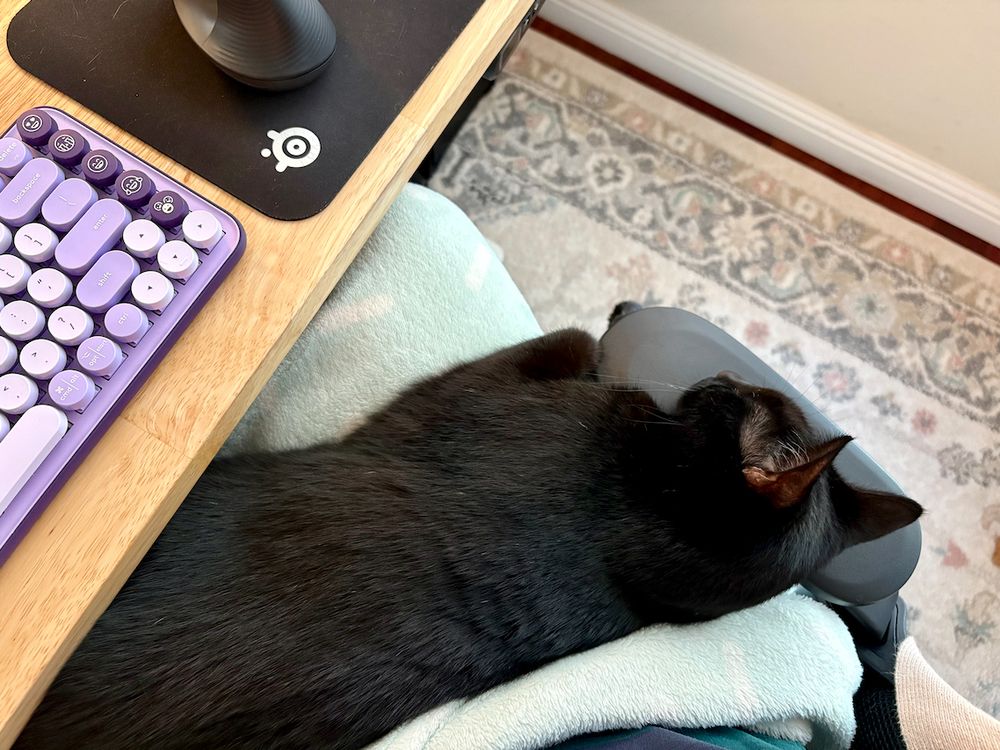 A black cat sleeping on someone's lap while they try to work at their computer. 