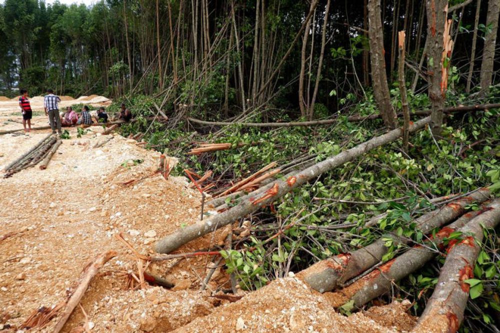 FWI: 70% Deforestasi Indonesia Terjadi di Papua pada 2022-2023 - Ekonomi Sirkular Katadata.co.id