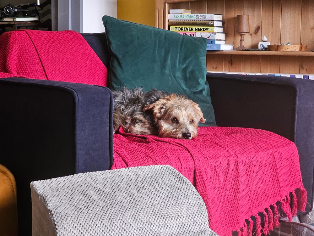 Dudley the black and tan Norfolk Terrier lounging on his armchair like a good boy