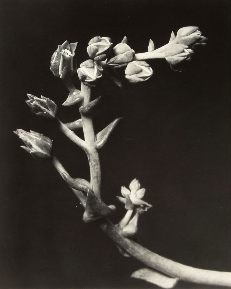 Entre mis referentes están Imogen Cunningham, por la delicadeza con la que transforma las flores en formas casi abstractas, que me evocan la sensualidad pictórica de Georgia O’Keeffe. Admiro la imaginación sin límites de Cristina de Middel, la intensidad y belleza de la obra de Isabel Muñoz, y la sutileza de Tomoko Yoneda, capaz de hablar del pasado sin necesidad de mostrarlo. -Nati Sanz-