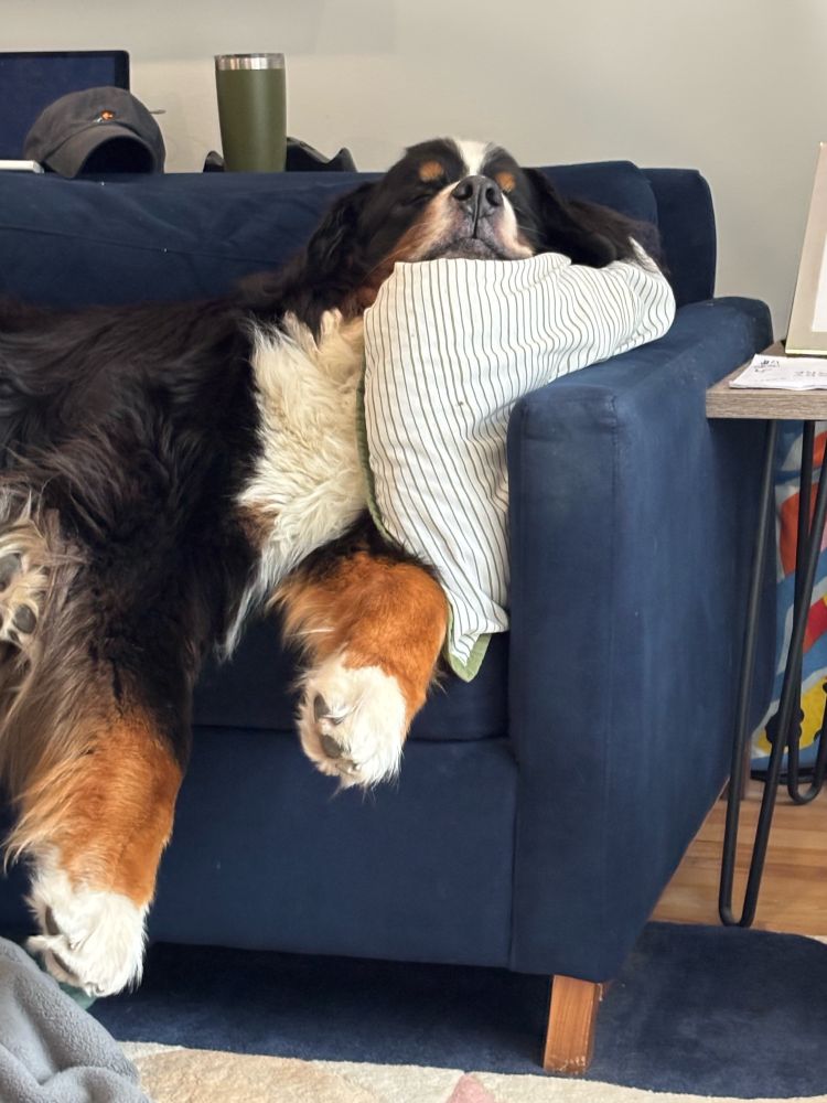 Bernese mountain dog snoozling on a navy couch with a striped pillow.
