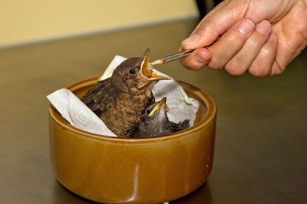 Jungvögel – was tun? | Schweizerische Vogelwarte