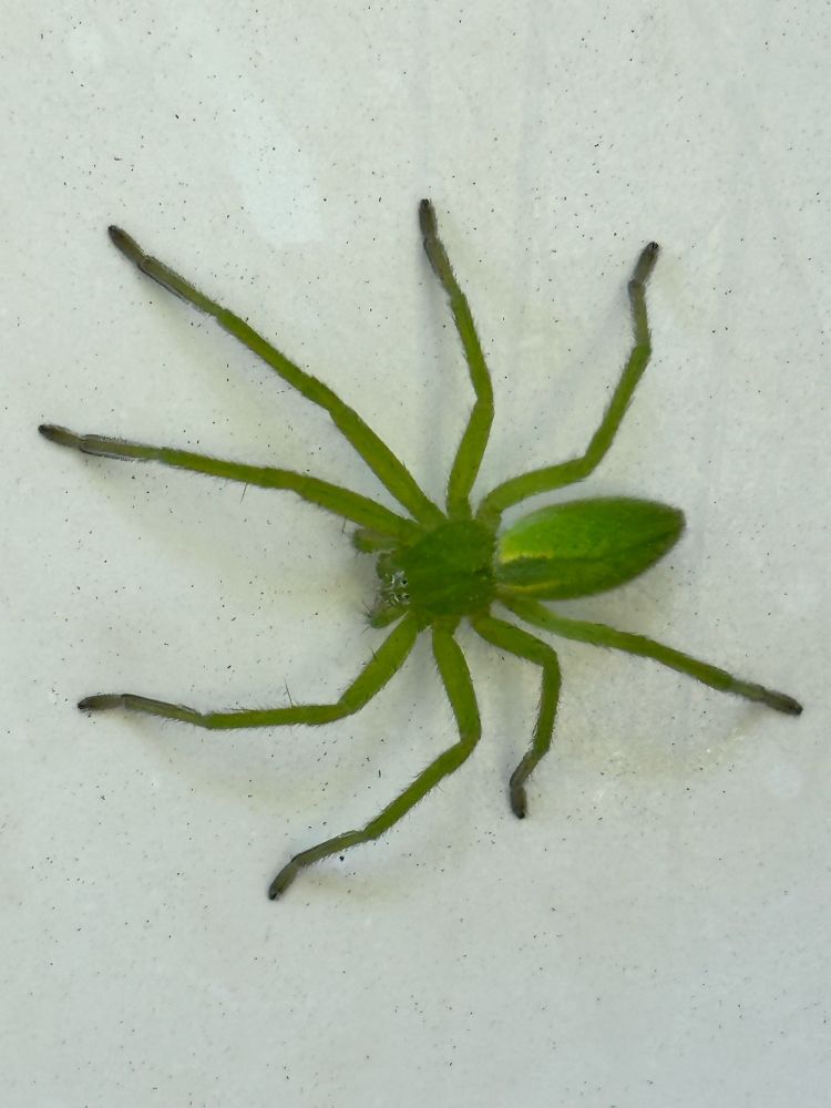 Vihreä hämähäkki