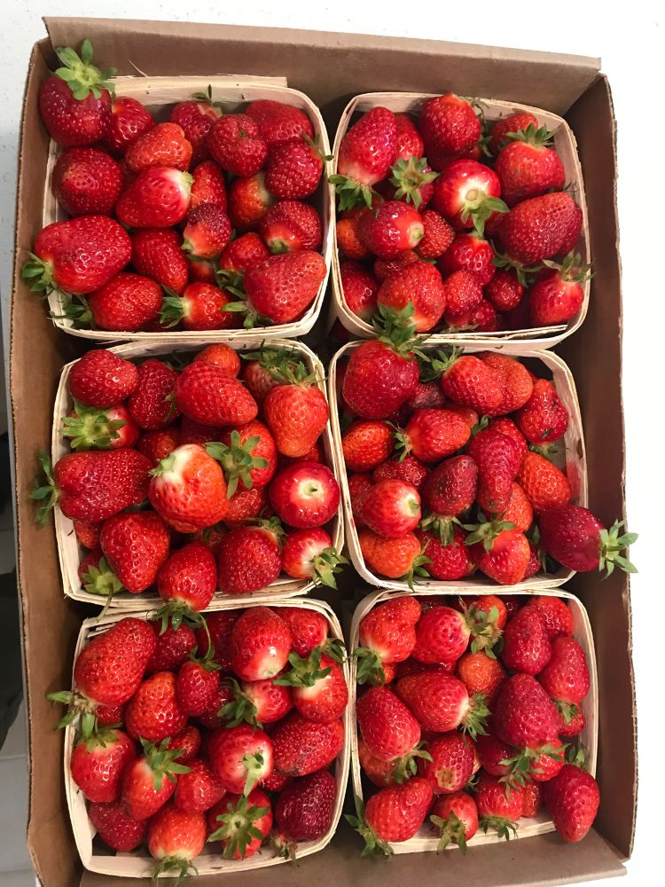 6 boxes of freshly picked strawberries