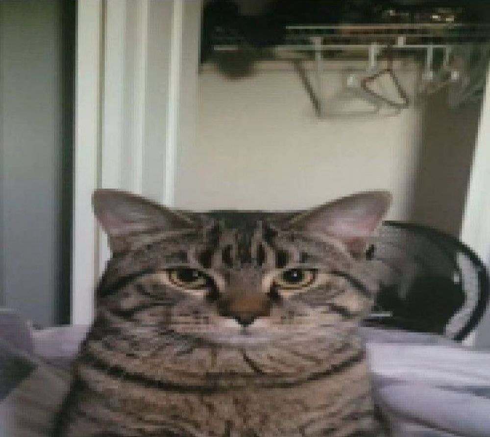 A cat staring towards the viewer.