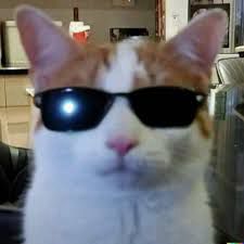 a cat with sunglasses looking forward