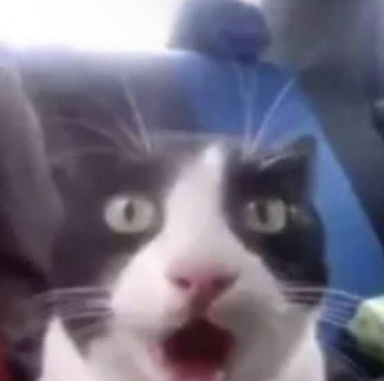 Tuxedo breed cat with surprised face