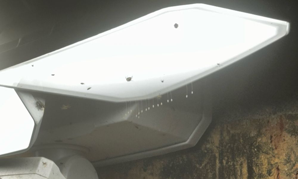 A lamp covered with bugs and a row of dangling eggs.