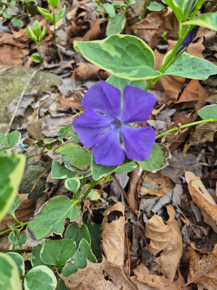 Unknown purple flower