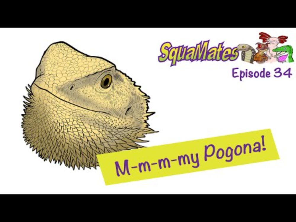 SquaMates Ep. 34: M-m-m-my Pogona!