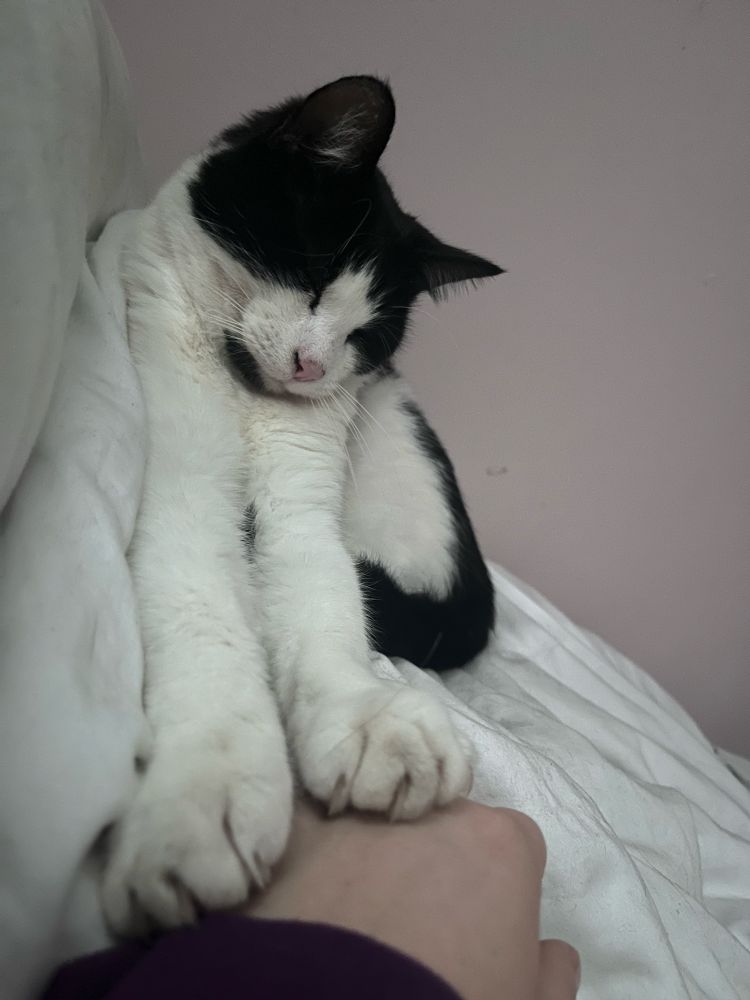 A black and white cat lying on a bed with his eyes closed, stretching out his front legs so his paws sit on my left hand
