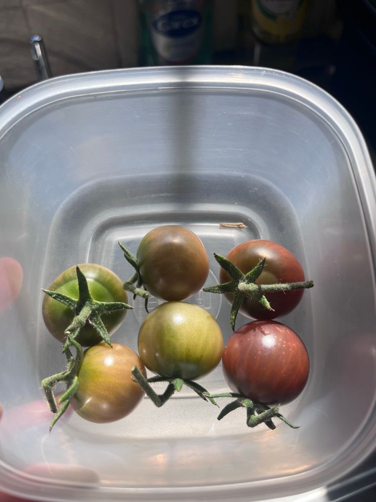 Six black cherry tomatoes in a plastic tub. I’ve picked them before they’re fully ripe so they can ripen on the window sill