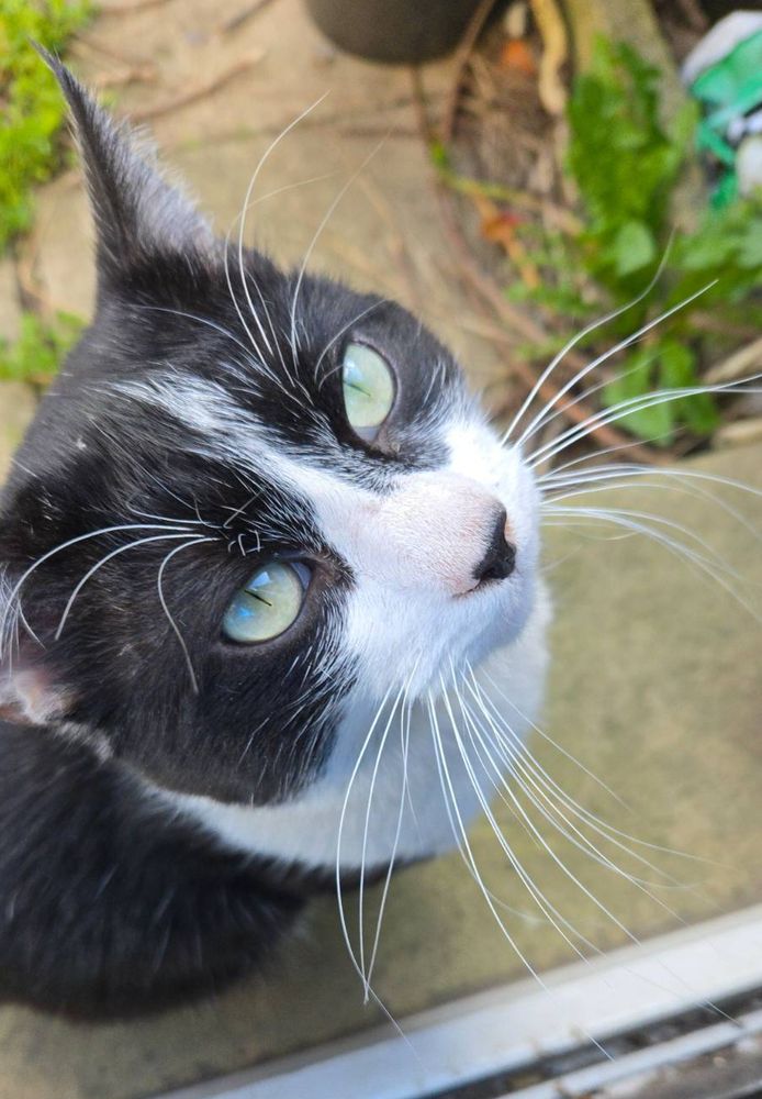 Photo of a neighbourhood stray cat, Lope, looking up into the camera while sitting on the front step of an English house in late spring.