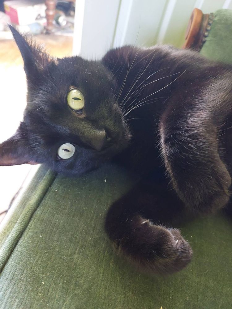 A black cat with a manic expression and floppy paws